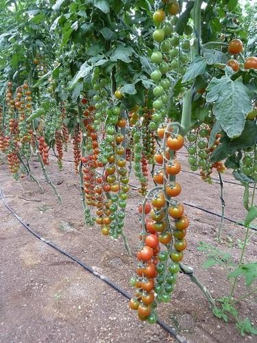 Diamond Seeds asegura una primavera con variedades productivas y larga vida postcosecha