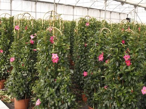 La exportación de flor y planta ornamental aumenta un 1% en octubre