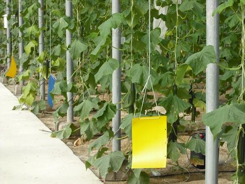 COAG califica de “escasas e insuficientes” las recomendaciones al sector para la retirada de pepino