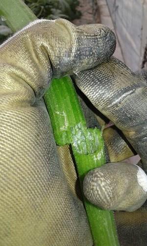 Las heladas de finales de diciembre arrasan con todo el calabacín y el pimiento de Dalías y Berja