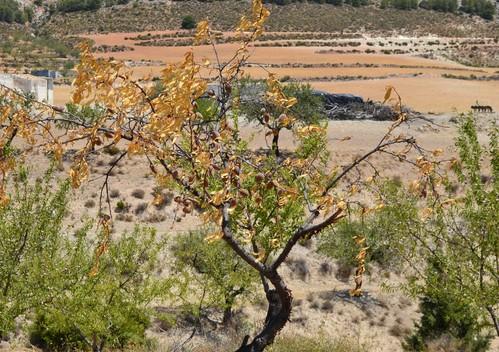 La Junta publica ayudas insuficientes para la sequía y se olvida de olivar, cereal y ganadería
