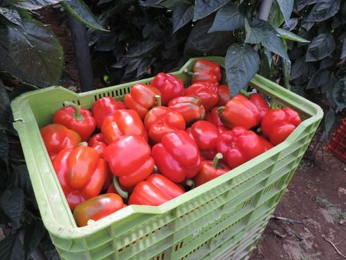 Los beneficiarios de las ayudas de la PAC deberán ser agricultores que obtengan al menos un 20% de sus ingresos agrarios por la venta de sus productos en el mercado