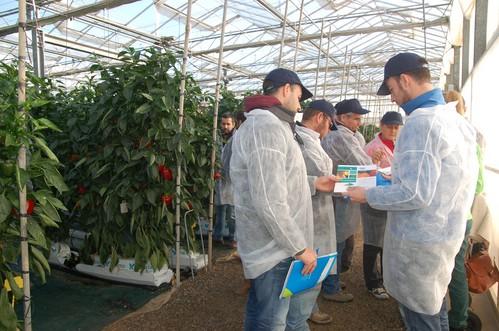 Grupo Agrotecnología investiga y pone a prueba soluciones bioestimulantes en colaboración con la Fundación Cajamar