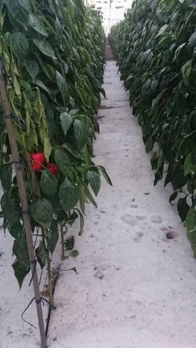 ASAJA-Almería informa a los afectados que pueden comunicar los daños sufridos en la Organización Agraria