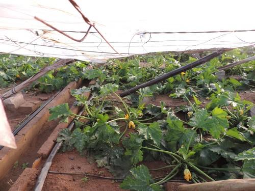 Hortyfruta lamenta los daños ocasionados por la tormenta de granizo y nieve en Almería
