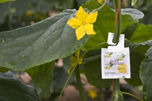 Koppert destaca el “excelente comportamiento” ante el frío de cultivos sin calefacción que aplican el sistema integral Natugro