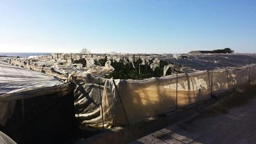 El Ayuntamiento de Adra cifra en 100 las hectáreas dañadas por el temporal de viento en los invernaderos del municipio