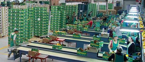 El pimiento cobra protagonismo en la gama de productos de Hortamar SCA