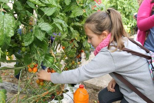 La SAT Ferva muestra sus invernaderos y  almacén a más de 100 niños