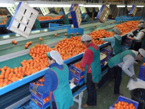 SAT Agrolevante incorporará este año nuevos productos como melocotón, granada y paraguayo