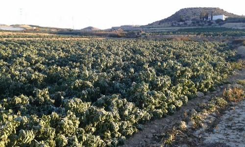Las bajas temperaturas de los últimos días provocan heladas en los cultivos almerienses