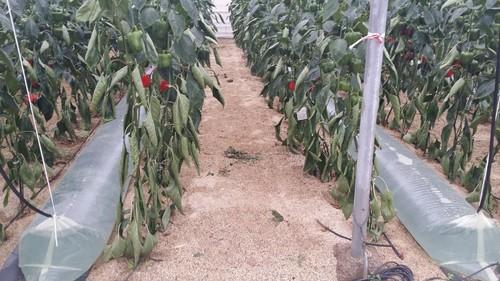 La Junta experimenta en el Ifapa de La Mojonera un sistema pasivo de calefacción en invernadero de pimiento