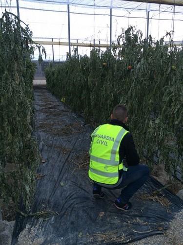 La Guardia Civil detiene al autor de un delito de daños tras arrancar 500 plantas de tomate