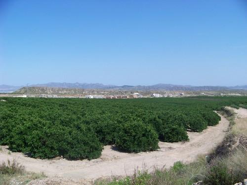 La Junta aprueba nuevos requisitos para la Producción Integrada de naranjas, mandarinas, pomelos y limones
