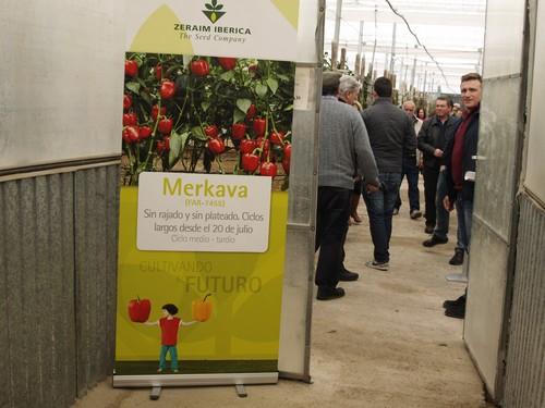 Zeraim Ibérica lanza Merkava, un california rojo para plantaciones medias de ciclo largo, y Tundra en amarillo, con un plus de calidad de febrero a abril