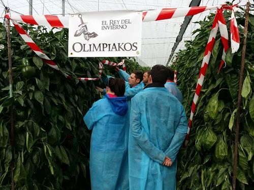 Olimpiakos F1 rebrota a pesar del frío y consigue ampliar el ciclo de producción de pimiento California rojo tardío