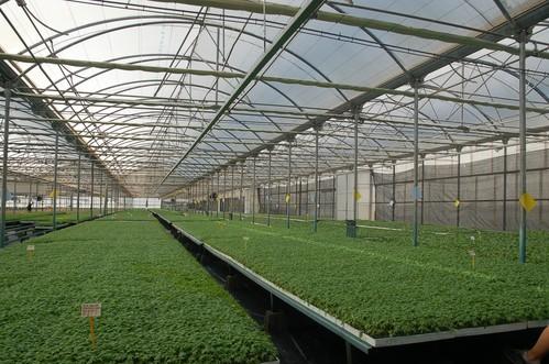 La mayoría de los trabajadores en la industria de obtención vegetal son de I+D