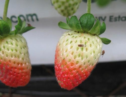 Ecología y control de Drosphila suzukii tras cinco años de los cultivos