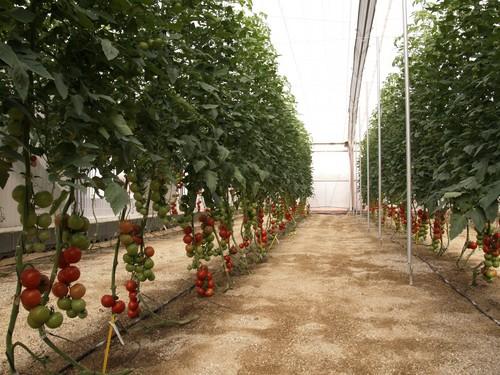 El sector exige medidas a la Consejería y el Ministerio de Agricultura por la crisis de precios