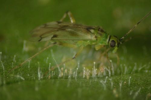 La nueva generación de enemigos naturales se basará en  la mejora genética y cría selectiva de las especies locales