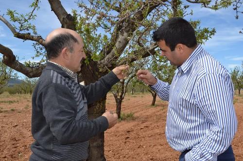 La climatología provoca pérdidas en las variedades tempranas y tardías de almendro