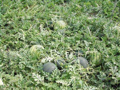 COAG exige a Agricultura que ponga en marcha la campaña ‘No cortes en verde’