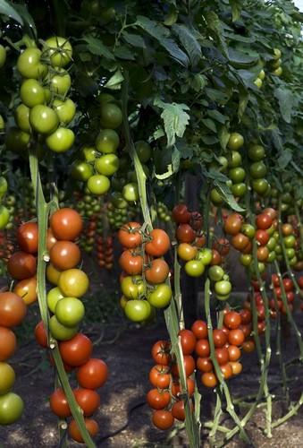 Ateneo, el nuevo tomate ramo de Semillas Fitó con calibre, facilidad de cuaje y excelente postcosecha
