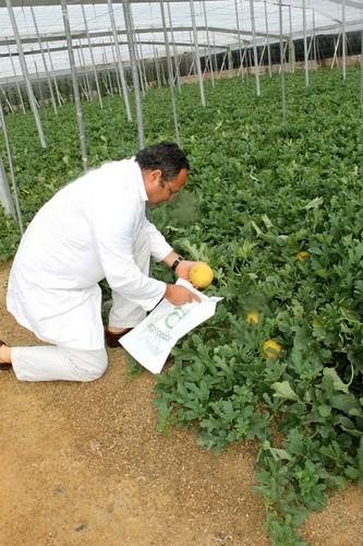 Almería, referente nacional en la certificación bajo GLOBALG.A.P con 20.000 hectáreas de cultivo