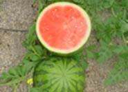 ASAJA aconseja a agricultores y comercializadoras que garanticen el corte de melón y sandía con el máximo de grados brix