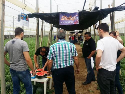 Stellar F1* es la sandía negra sin semilla que asegura cuaje, calidad y kilos, incluso en condiciones adversas