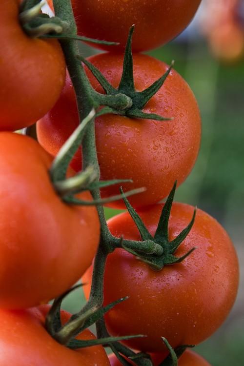 Semillas Fitó mantiene su sistema ‘FITOVALE’ para la venta de semillas de tomate protegiendo así la calidad de las semillas y evitando fraudes