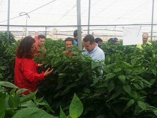 La marca Nunhems® incrementa la calidad y la producción de pimiento en Murcia con su nuevo concepto de planta