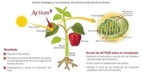 Actium consigue un poderoso efecto activador del color de los frutos, tanto en frutales como en hortícolas