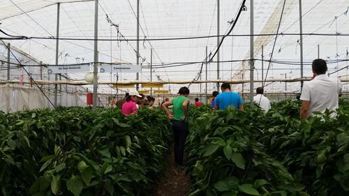HM. Clause Ibérica presenta su nuevo California amarillo adaptado a las plantaciones precoces del Campo de Cartagena