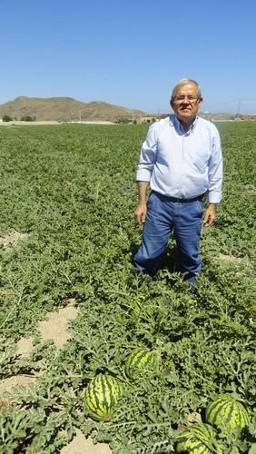 El descenso, en los últimos días, del precio de la sandía confirma la mala campaña para sus productores
