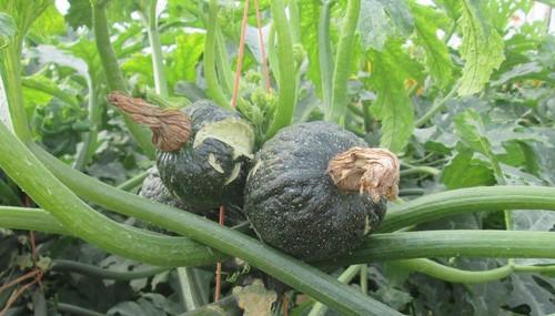 Agricultura publica un tríptico informativo sobre estrategias de manejo del invernadero de cucurbitáceas
