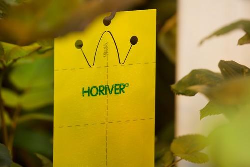 Las placas adhesivas Horiver®, las más eficaces por la calidad de su adhesivo y por sus atractivos tonos de color