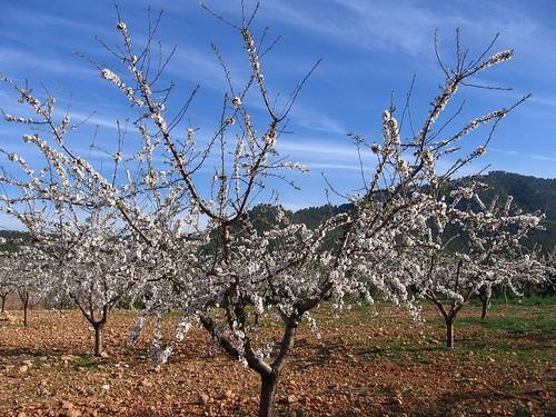 Más de 8.600 almerienses han solicitado ayudas directas de la Política Agrícola Común para la campaña 2015