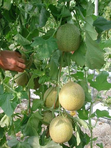 El agricultor recibe una media de cuatro veces menos por su producto de lo que paga el consumidor en julio