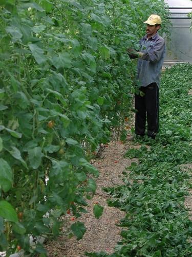El número de extranjeros afiliados al Sistema Especial Agrario cae un 0,43 % en julio