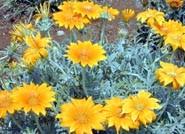 La exportación española de flor y planta viva retrocede un 1% en el primer semestre dela año