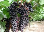 Los primeros precios de la uva dividen a productores e industria
