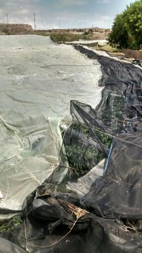 Vargas: `Todavía hay agricultores que no han podido acceder a sus explotaciones'
