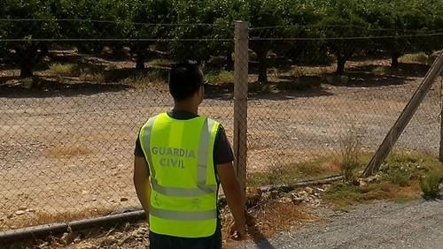 La Guardia Civil detiene a cinco roqueteros que habían robado 10 toneladas de limones en una finca en Alicante