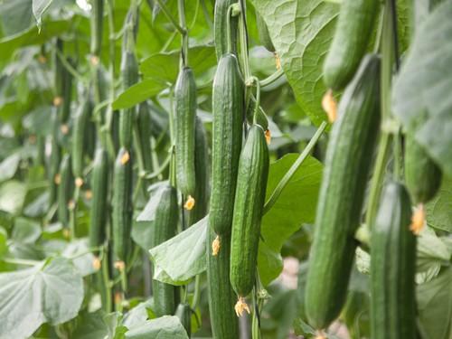 Brujula F1*, máxima calidad que revaloriza la producción de pepino largo en invierno