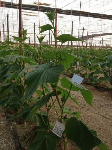 Asaja anima a los agricultores a avanzar en su incorporación a la lucha biológica