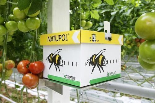 El éxito de la polinización con abejorros depende del material de cubierta y de un buen manejo del blanqueo