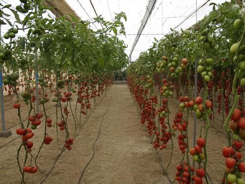 Seis comercializadoras hortofrutícolas de la provincia participan en un centenar de reuniones en Polonia