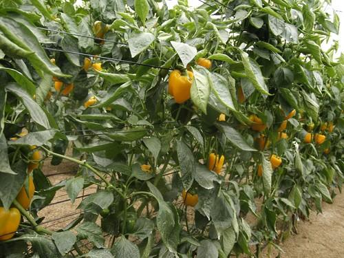 Octubre comienza con buenos precios en pimiento, calabacín y pepino Almería