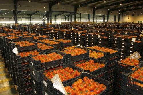 Los precios del tomate en la primera quincena de octubre superan los 0,79 euros el kilo de media